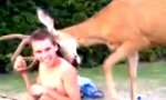 Funny Video : Oh Deer
