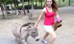 Eifersuchtsdrama im Streichelzoo