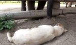 Baby-Elefant vs schlafender Hund