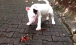 Bullterrier vs Krabbe