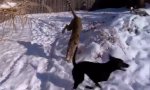 Movie : Gepard und Hund im Schnee