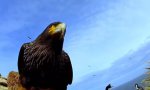 Movie : Bird steals egg camera
