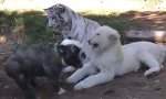 Funny Video - Mutige Bulldogge vs Löwe und Tiger