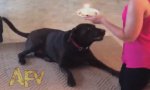 Movie : Happy Birthday Doggy!