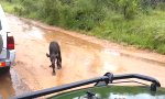 Lustiges Video : Büffel-Baby und der Löwe
