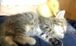 Lustiges Video : Kätzchen und Entlein