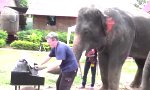 Peter der Bar-Pianist-Elefant