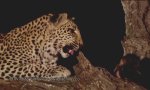 Funny Video : Der Leopard und das Pavianbaby