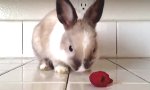 Lustiges Video - Natürlicher Lippenstift für Bunny