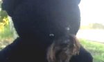 Funny Video : Bärenhund