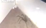 Mann gegen Spinne