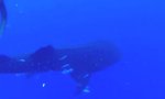Lustiges Video : Walhai auf Kollisionskurs