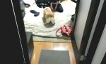 Lustiges Video : Bubble Butt Corgi