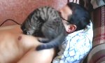Funny Video : Schmusekatze