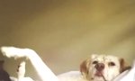 Movie : Whos the Best Dog In The World?
