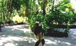 Funny Video - Lemur-Defekt