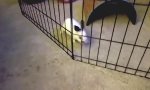 Movie : Bunny Prison Break