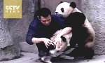 Movie : Zwei Pandas, ein Zoowärter...