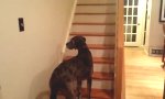 Lustiges Video : Schau, was kommt die Treppe runter! 