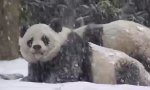 Lustiges Video : Pandas im Schnee