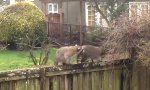 Waschbären-Wrestling im Garten