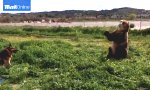 Funny Video : Bär erlaubt sich feuchtes Späßchen