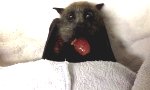 Lustiges Video - Willkommen im Fledermausland