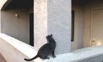 Lustiges Video - Geckokatze