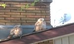 Saßen zwei Eulen auf einem Dach