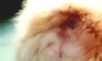 Funny Video : Arschbeller