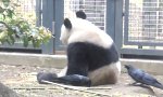 Funny Video : Der Panda und die Krähe