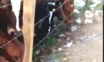 Funny Video - Bull-Dogge