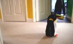 Funny Video : Der neue Mitbewohner                 