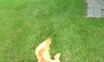 Funny Video - Bleiernes Tauziehen