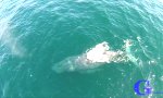 Lustiges Video : Wal mit Regenbogenfontäne