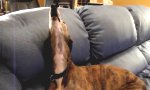 Funny Video : Hund singt Halo