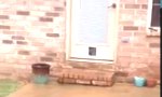Lustiges Video - Neue Katzenklappe