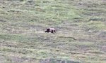 Grizzlybär hat Spaß am Hang
