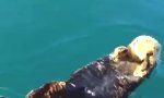 Movie : Otter beim Chillen stören