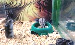 Lustiges Video : Ich glaub mein Hamster ist kaputt