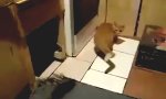 Lustiges Video : Tom und Jerry in Real Life