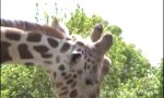 Lustiges Video : Giraffen Porn