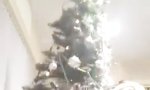 Movie : Der Tanz mit dem Weihnachtsbaum