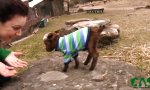 Funny Video : Das erste große Hindernis meistern