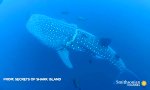 Funny Video : Wal-Hai kooperiert mit seinem Retter                 