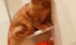 Die Katze im Badezimmer