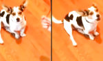 Lustiges Video : Dem Hund das Miauen beibringen