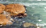 Kuschelstunde bei Familie Otter