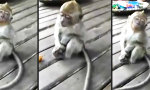 Lustiges Video : Wake the Monkey