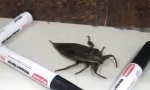 Kleiner Käfer zu Besuch